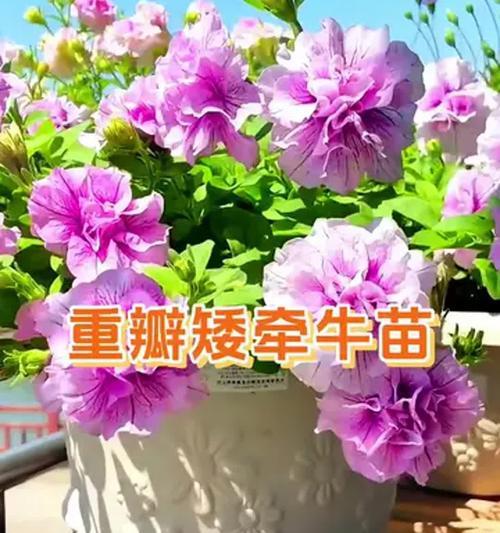 矮牵牛的种植和养护技巧是什么？