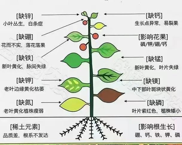 植物生长必需的营养成分有哪些？