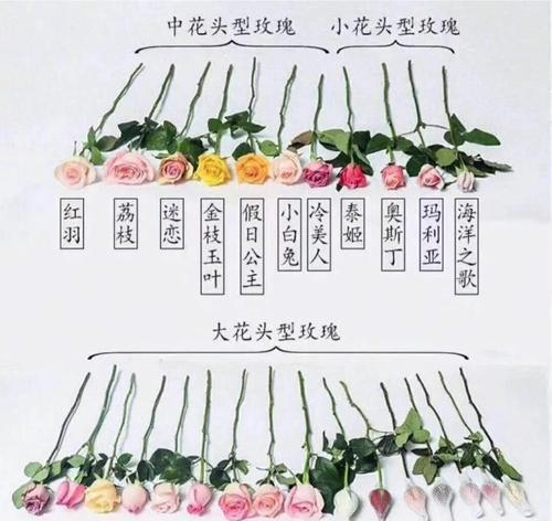 四季玫瑰花的正确养护方法是什么？