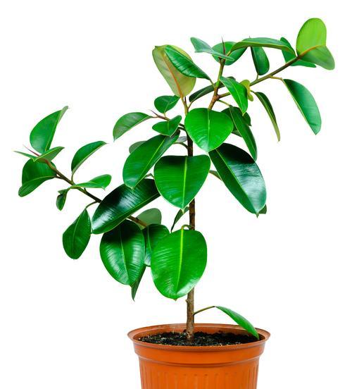 植物的品种大全有哪些？如何选择适合的植物品种？