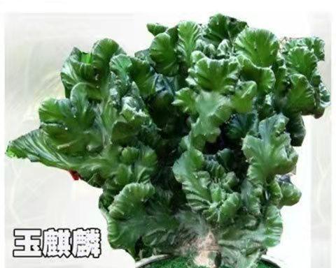 植物麒麟怎么养才能长得好？植物麒麟的养殖方法有哪些？