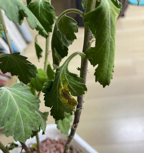 菊花叶片发黄的原因及解决方法是什么？