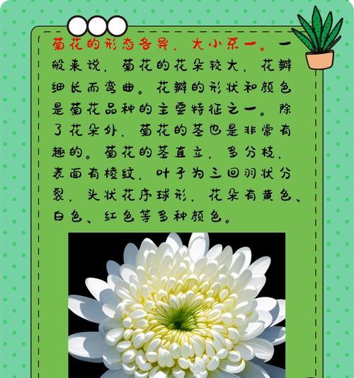 菊花叶片发黄的原因及解决方法是什么？