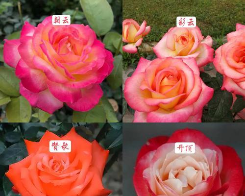 什么品种的月季？月季的种类和特点是什么？