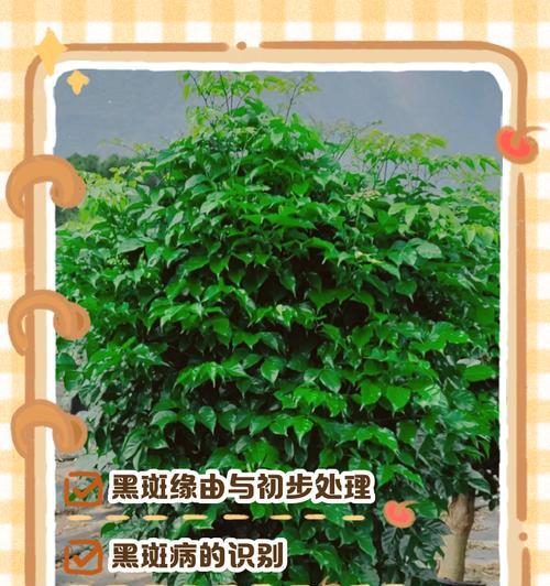 幸福树叶子变白是什么原因？