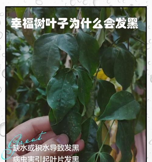 幸福树叶子变白是什么原因？