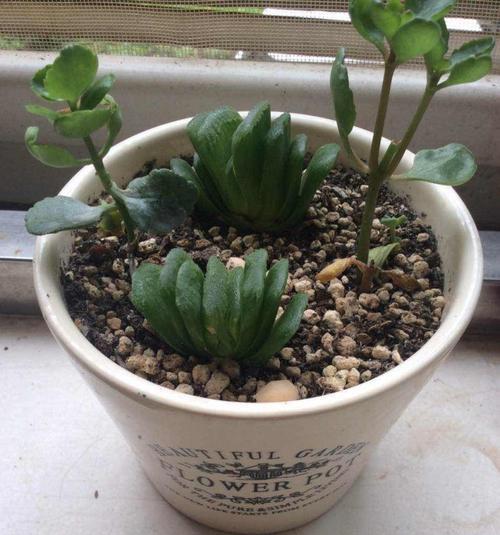 玉扇花的养护方法有哪些？