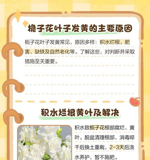 枝子花叶子变黄？如何应对？