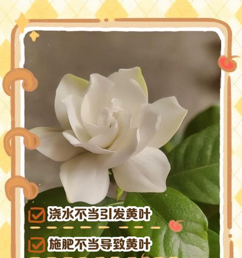 枝子花叶子变黄？如何应对？