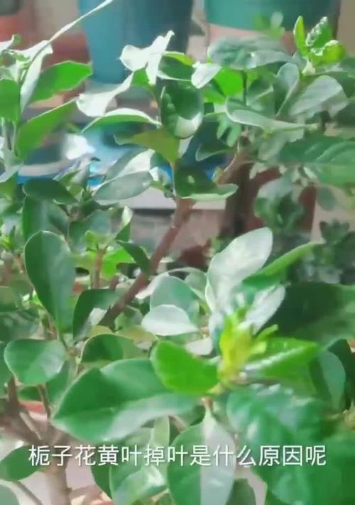 枝子花叶子变黄？如何应对？