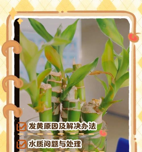 盆栽掉叶子怎么办？如何快速识别原因并解决？