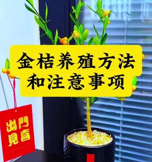 盆栽掉叶子怎么办？如何快速识别原因并解决？
