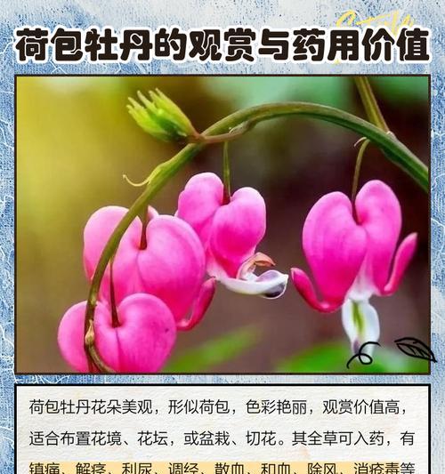 花牡丹的养殖方法和常见问题有哪些？