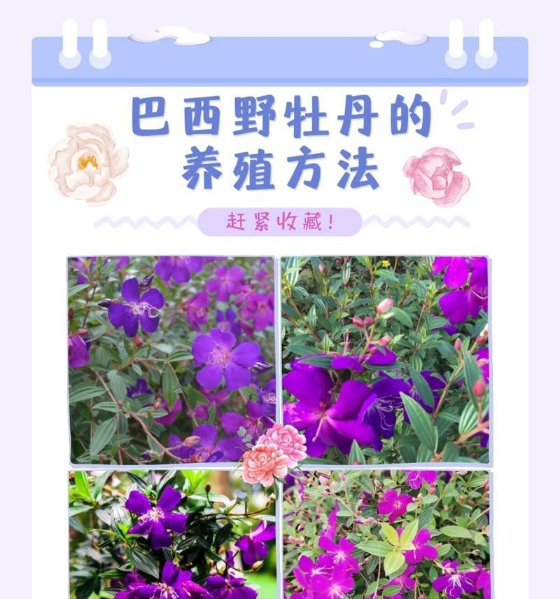 花牡丹的养殖方法和常见问题有哪些？