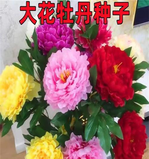 花牡丹的养殖方法和常见问题有哪些？