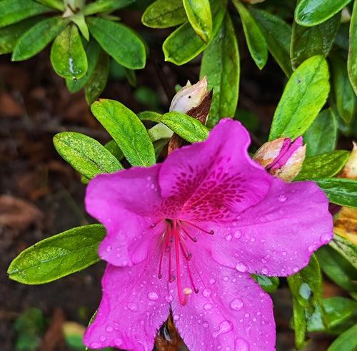 杜鹃花象征着什么？杜鹃花的花语是什么？