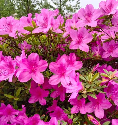 杜鹃花象征着什么？杜鹃花的花语是什么？