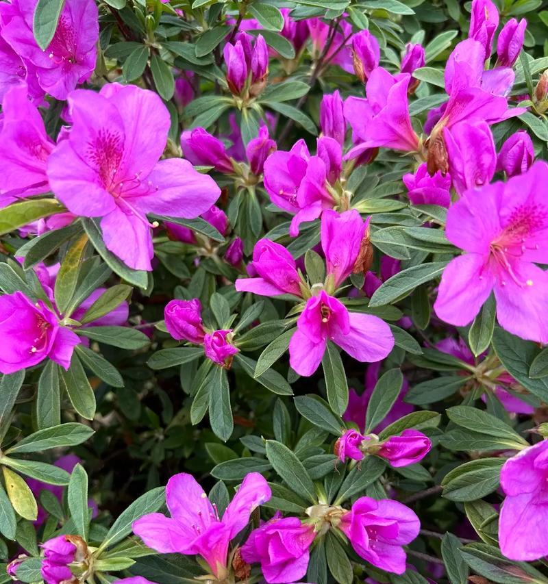 杜鹃花象征着什么？杜鹃花的花语是什么？