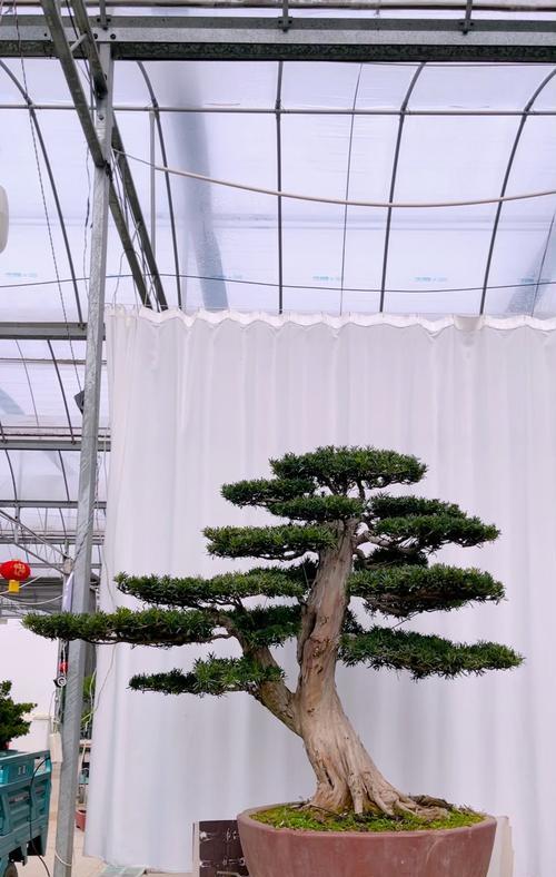 罗汉松哪种品种最优质？如何挑选最佳罗汉松品种？