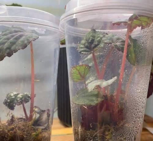 扦插植物浇水技巧有哪些？多久浇一次水最合适？