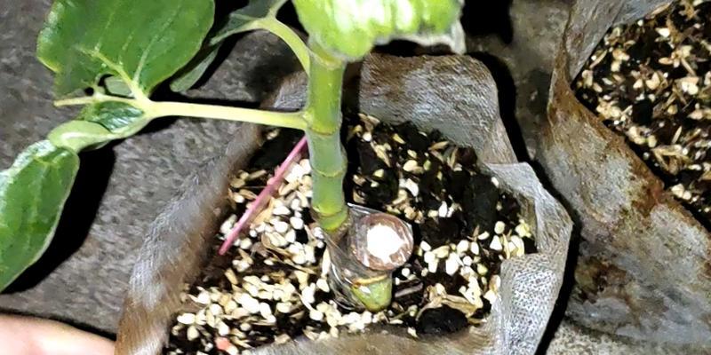 扦插植物浇水技巧有哪些？多久浇一次水最合适？
