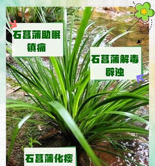 大菖蒲的养殖方法和常见问题解答？