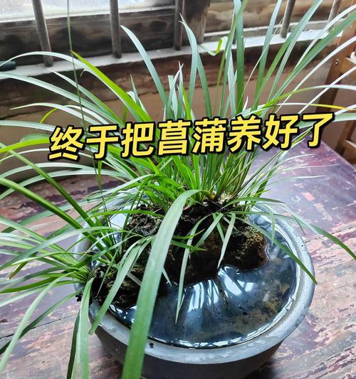 大菖蒲的养殖方法和常见问题解答？