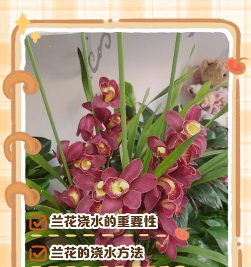 兰花移栽后正确的浇水方法是什么？