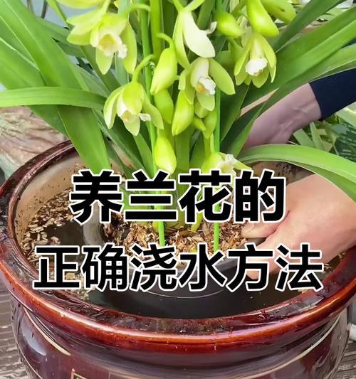 兰花移栽后正确的浇水方法是什么？