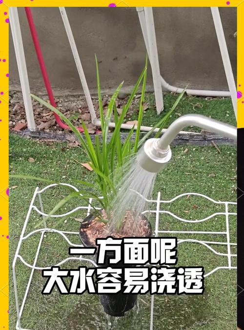 兰花移栽后正确的浇水方法是什么？