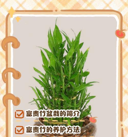 富贵竹栽培技巧有哪些？