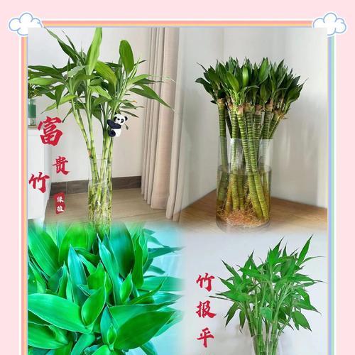 富贵竹栽培技巧有哪些？