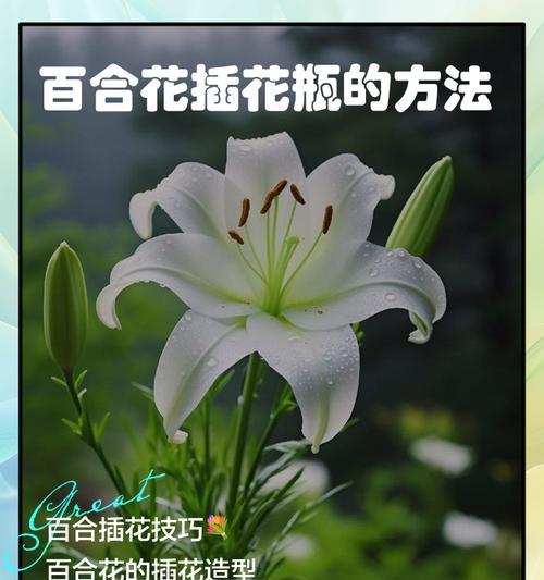 百合花扦插成功的关键是什么？