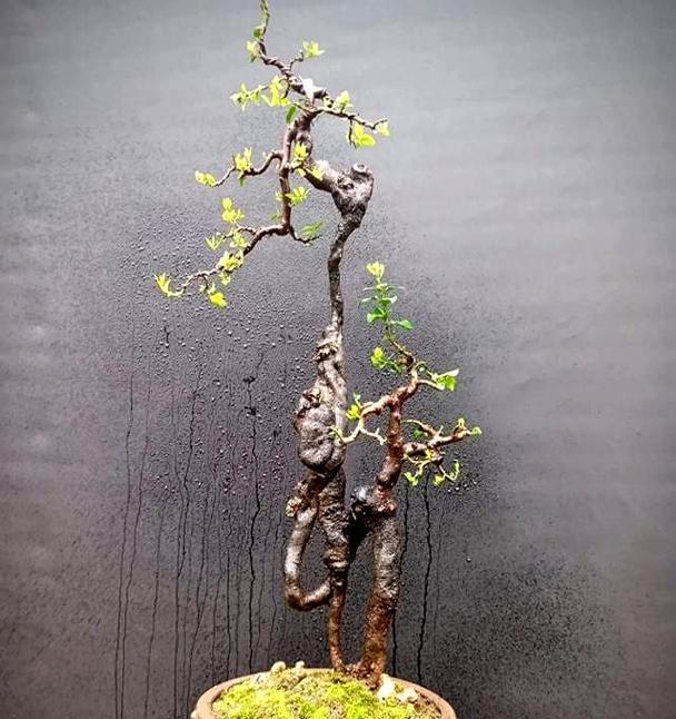 金弹子树桩的养护要点是什么？