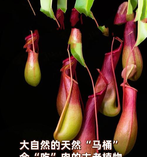 猪笼草的独特特点是什么？