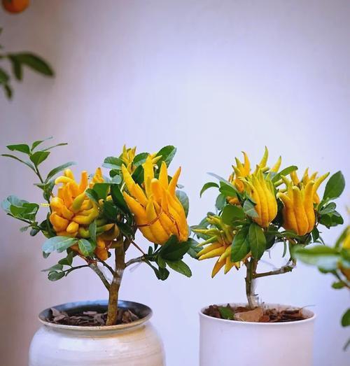 什么花寓意发财？寓意财富和好运的花卉有哪些？