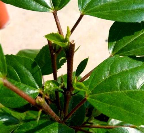 扶桑花养护技巧有哪些？