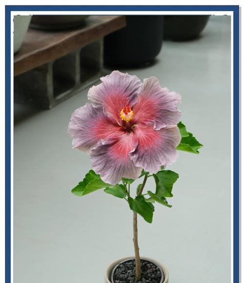 扶桑花养护技巧有哪些？