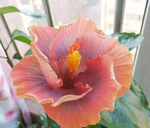 扶桑花养护技巧有哪些？