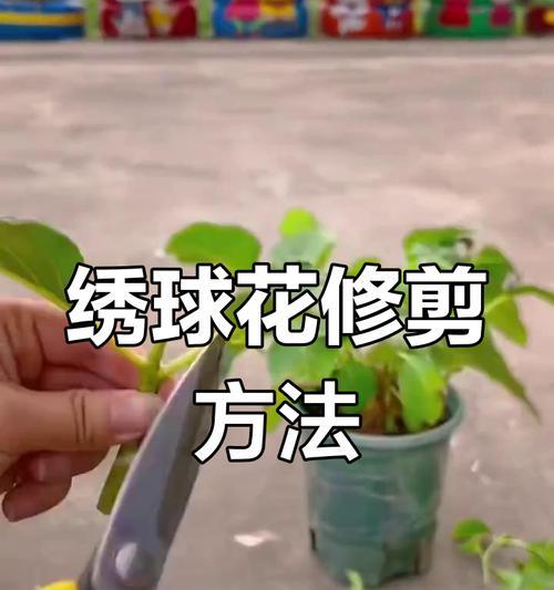 绣球的修剪技巧是什么？如何促进其开花？