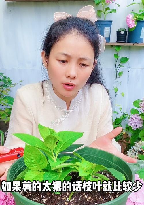 绣球的修剪技巧是什么？如何促进其开花？