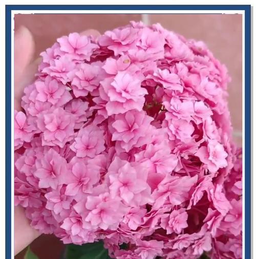 绣球的修剪技巧是什么？如何促进其开花？