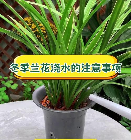 兰花的养殖方法和常见问题解答？
