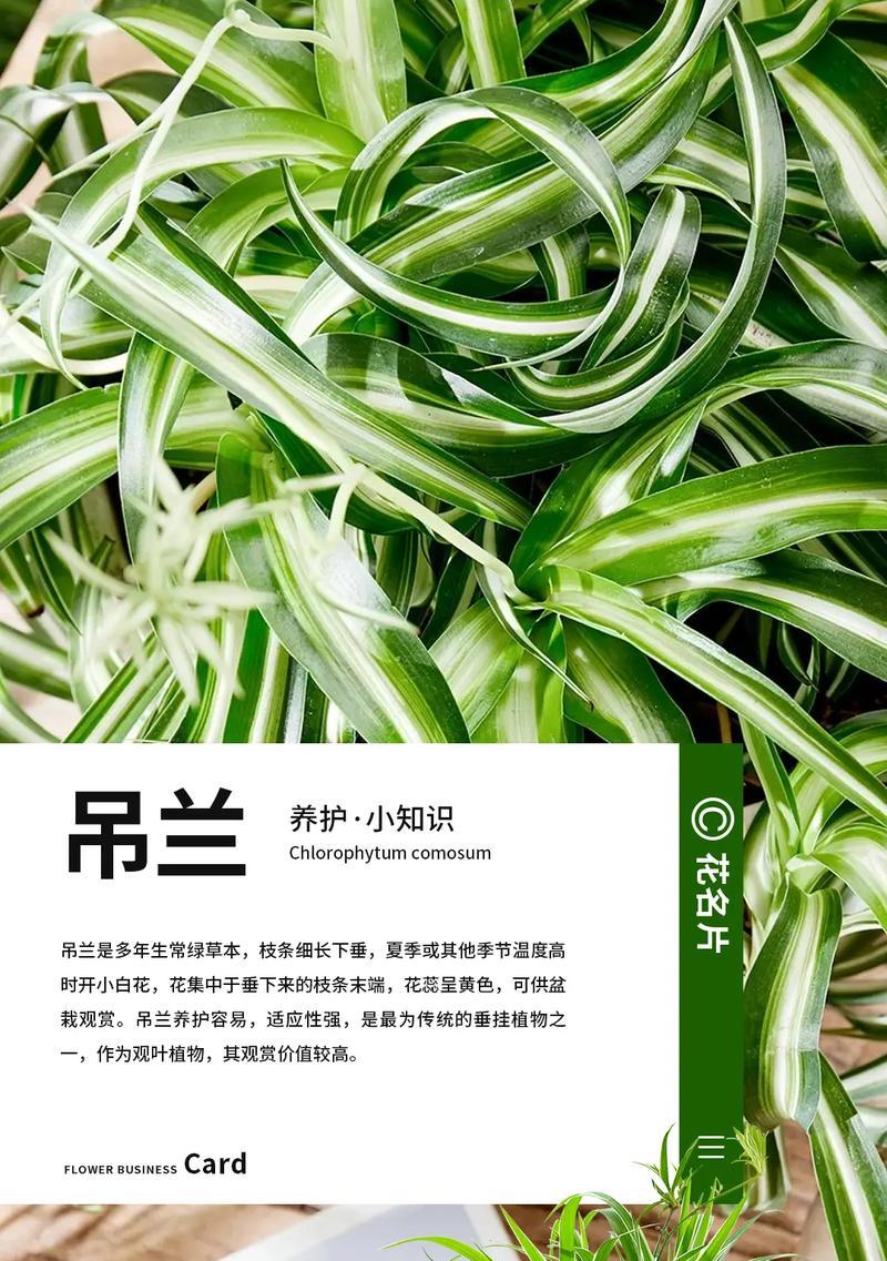 兰花的养殖方法和常见问题解答？