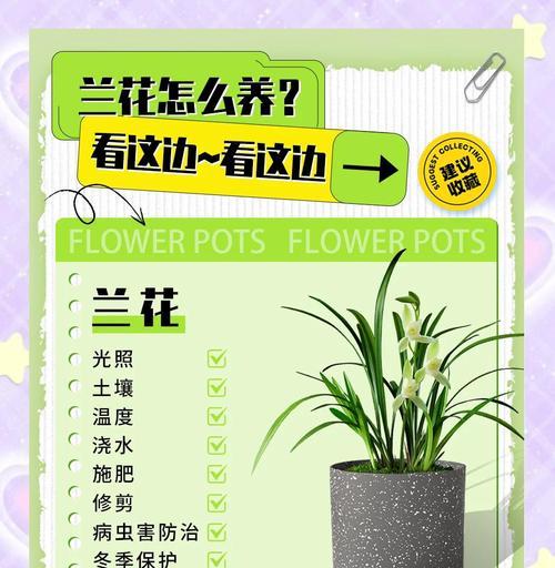 兰花的养殖方法和常见问题解答？