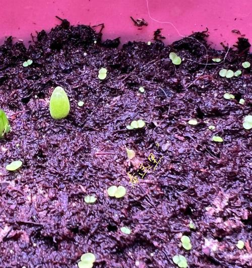 栽花时遇到土里有虫怎么办？有效防治方法是什么？