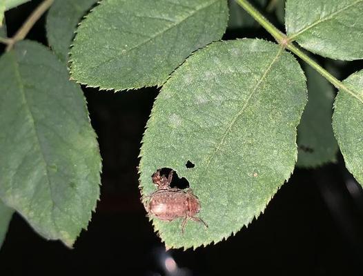 栽花时遇到土里有虫怎么办？有效防治方法是什么？