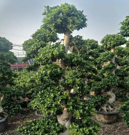 榕树的品种有哪些？如何选择适合自己的榕树？