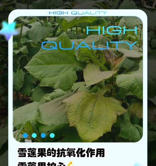 雪莲果的花有什么作用？雪莲果的繁殖方式是什么？