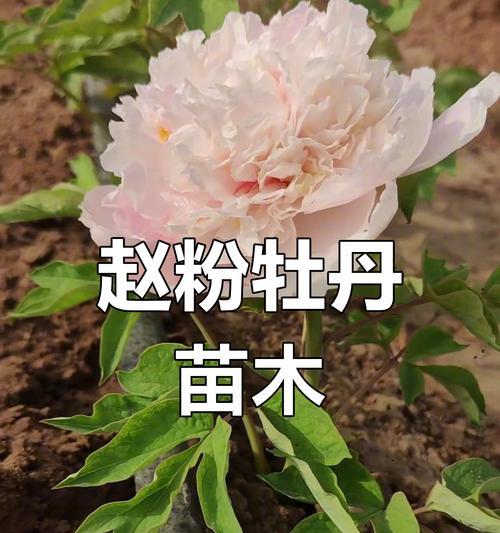 牡丹花苗的种植和养护要点是什么？
